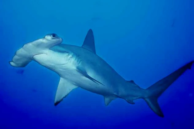 国内某些海洋馆正在引进濒危的卢氏双髻鲨（Sphyrna lewini），北京海洋馆在1999年引进过6条，5条成活，现不知去向