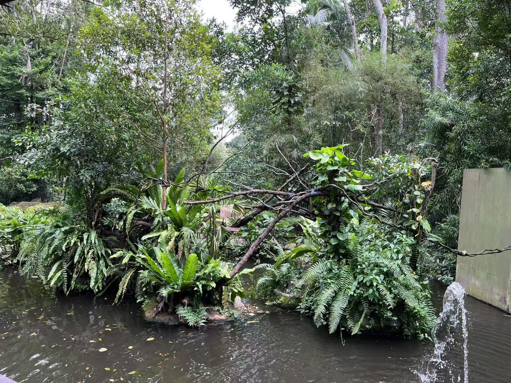 一处小型灵长类展区：自然到像是直接从热带雨林中挖了一块放在这里一样。