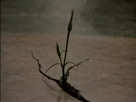 一朵小花？为什么混凝土地板会突然出现一朵小花！？而且希恩你这样不处理真的好吗！？