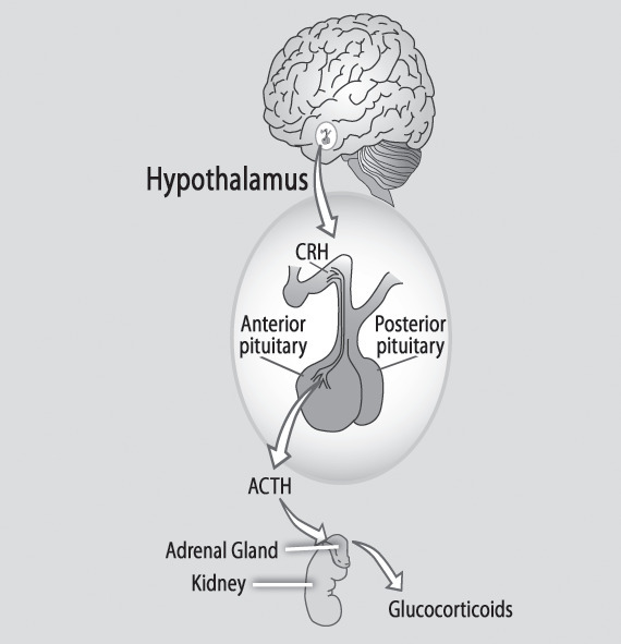 压力反应涉及的内分泌轴