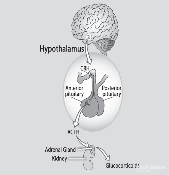 译介丨精神压力与身体健康 第二章:压力反应的具体细节 译介丨精神压力与身体健康 第二章:压力反应的具体细节