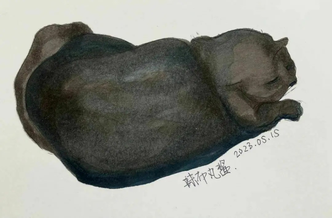 抹布丸酱