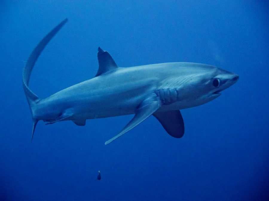 在南加州的海洋馆饲养着很少见的弧形长尾鲨（Alopias vulpinus）