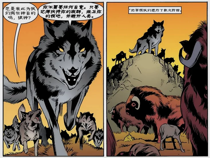 “狼神”与普通狼在一起的对比