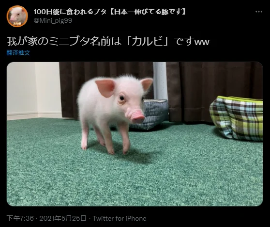 100天后会被吃掉的猪