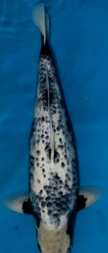 松川化的墨色