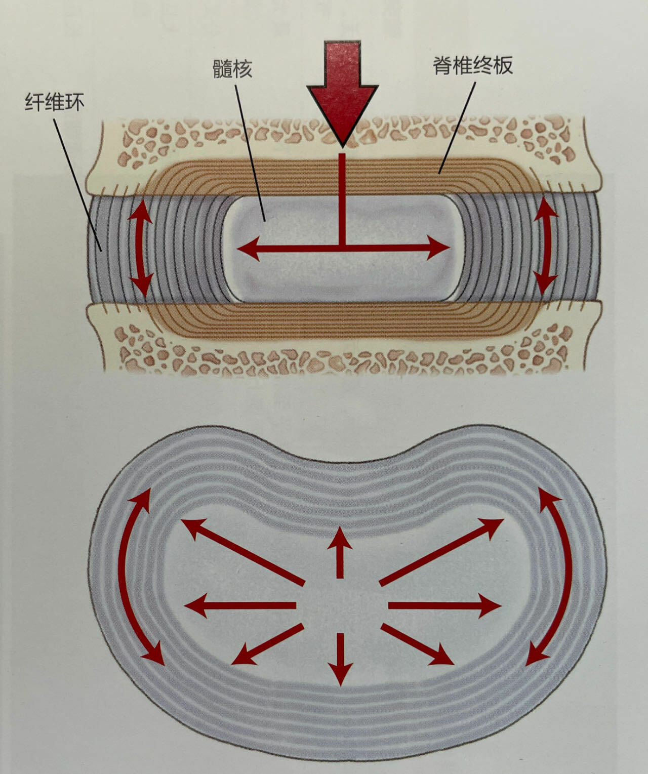 髓核中的压力传导至纤维环，形成稳定的承重结构