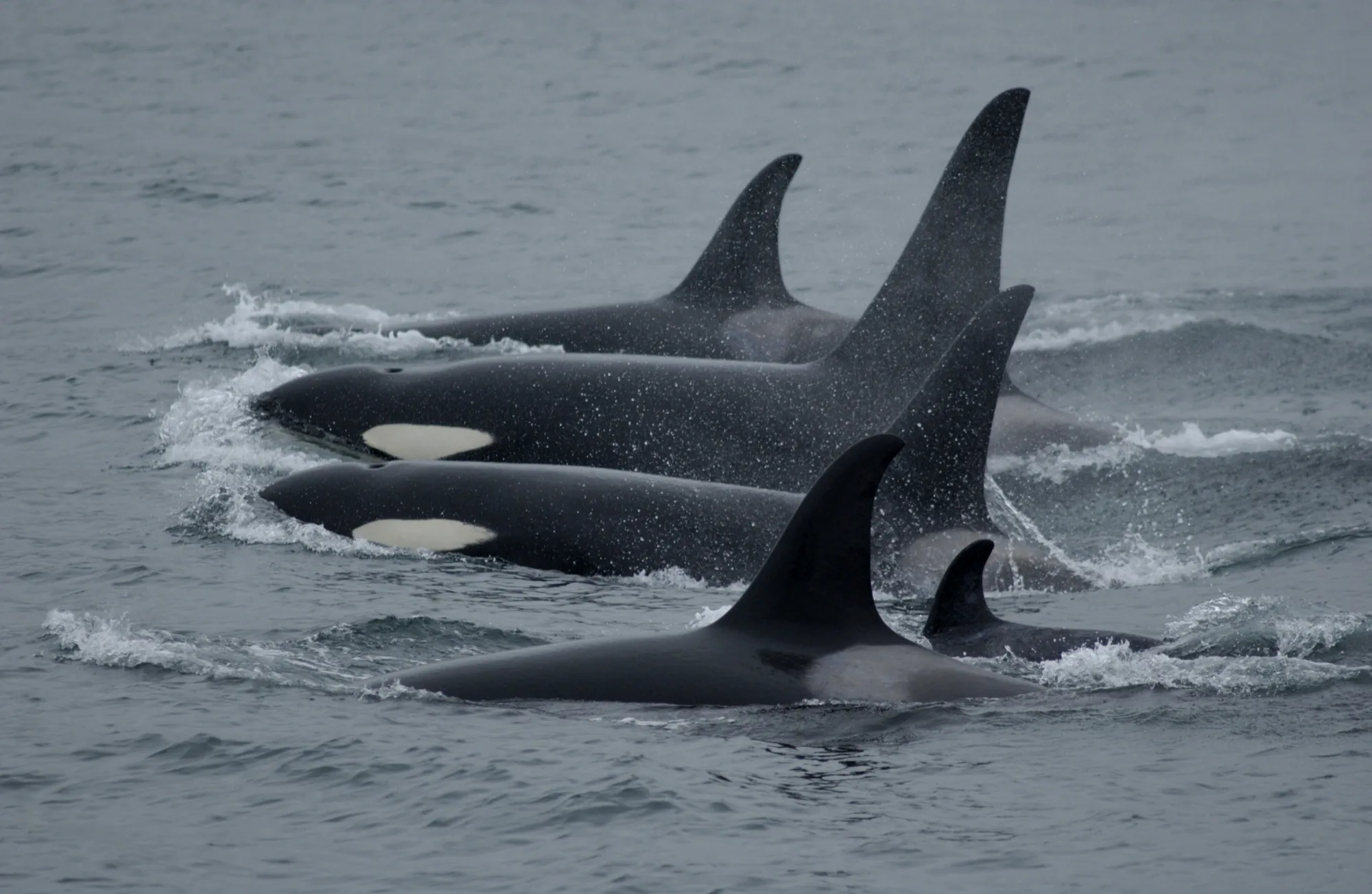 雄性和雌性逆戟鲸最大的区别就在背鳍上，雄性的背鳍呈等腰三角形，雌性则是低矮的镰刀型