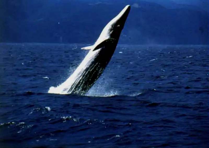 布氏鲸壮观的跃身击浪