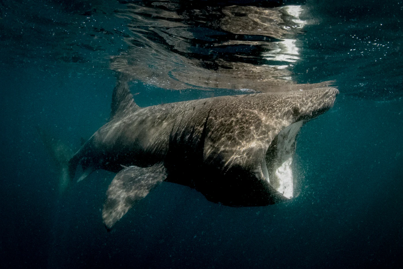 姥鲨，世界上第二大的鲨鱼，也没人敢养