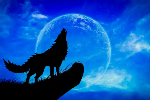 野狼对月长嗥的形象也催生了狼人传说