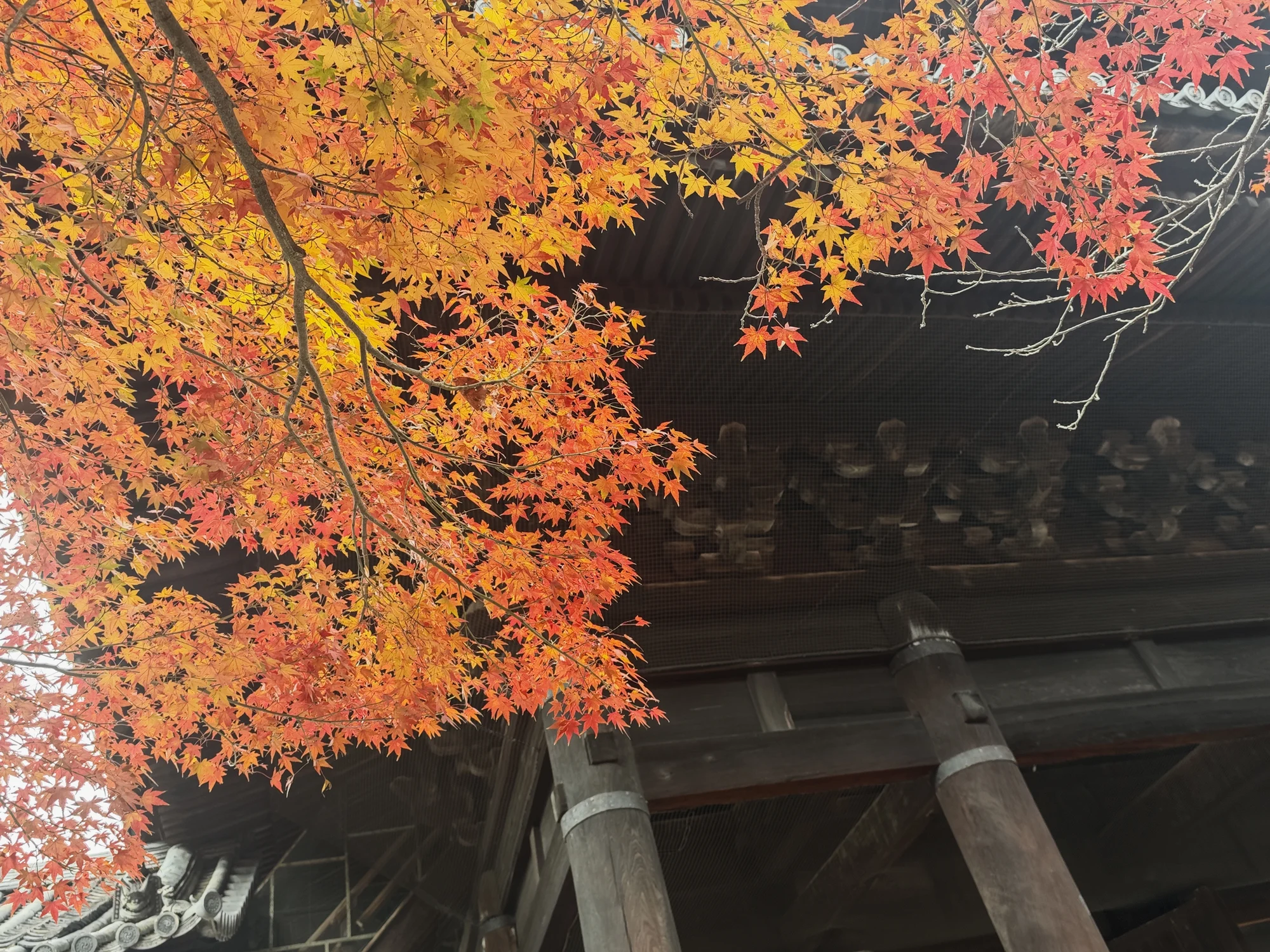 秋色掩映山门