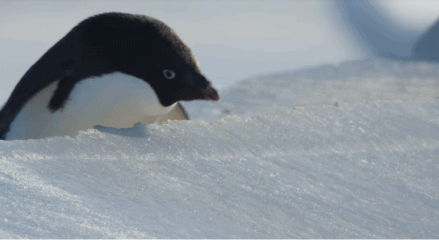 记录南极冰原上的可爱生灵，迪士尼自然纪录片《企鹅》将于4月17日上映
