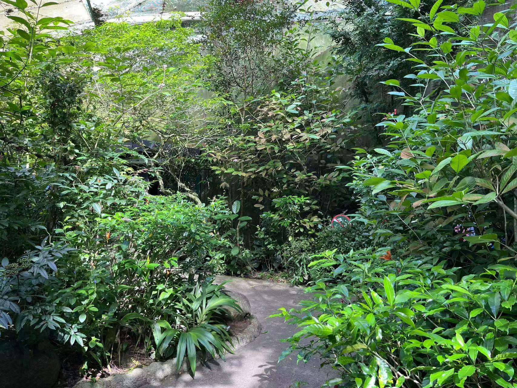 初入林间这茂密的植被确实让人心感迷茫。