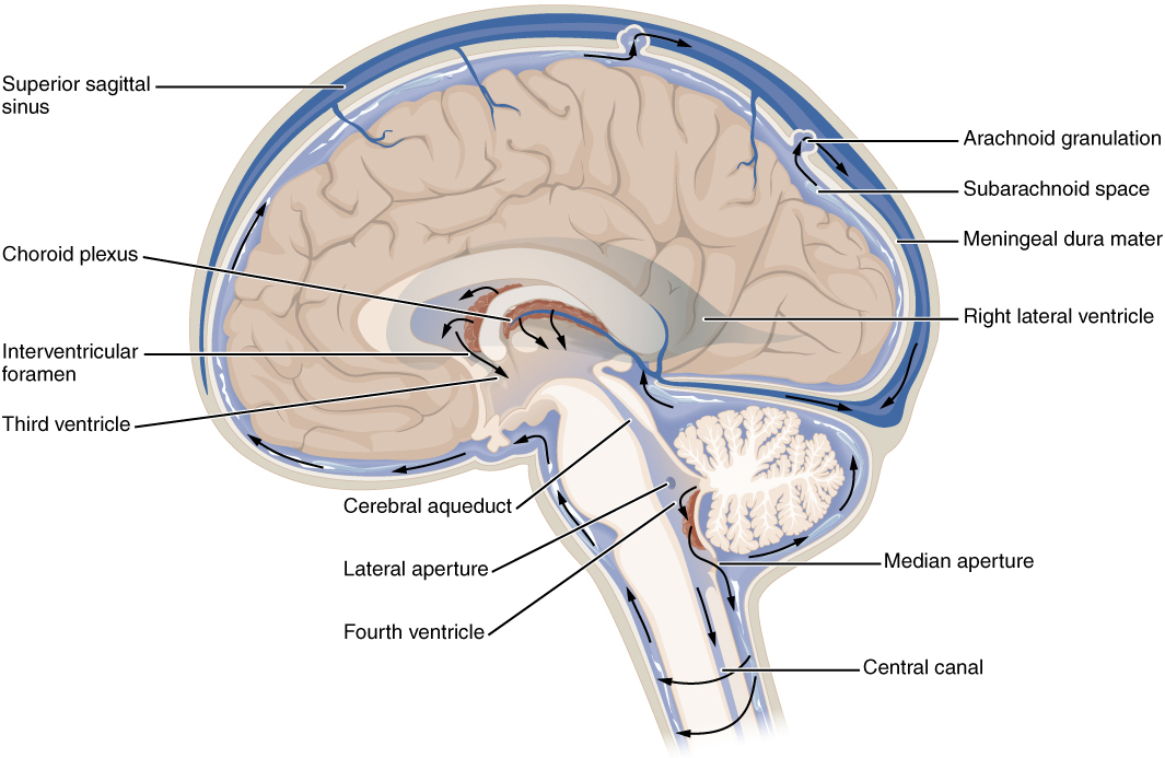 脑脊液包裹着脑组织