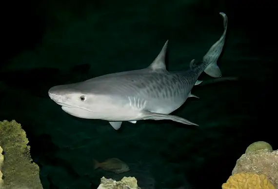美国曼达雷湾水族馆也有养鼬鲨，很难养的物种