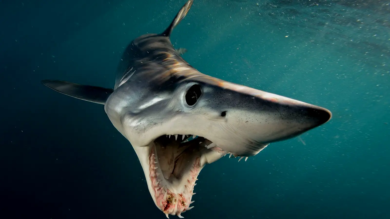 尖吻鲭鲨，世界上最快的鲨鱼，没有人敢养