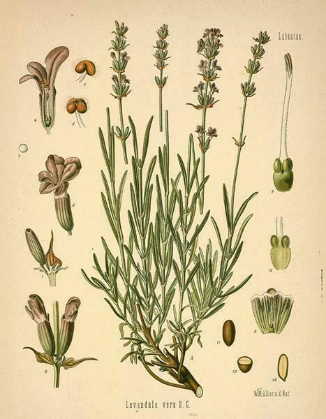 Lavandula (Lavandula angustifolia printed as Lavandula vera D. C.)