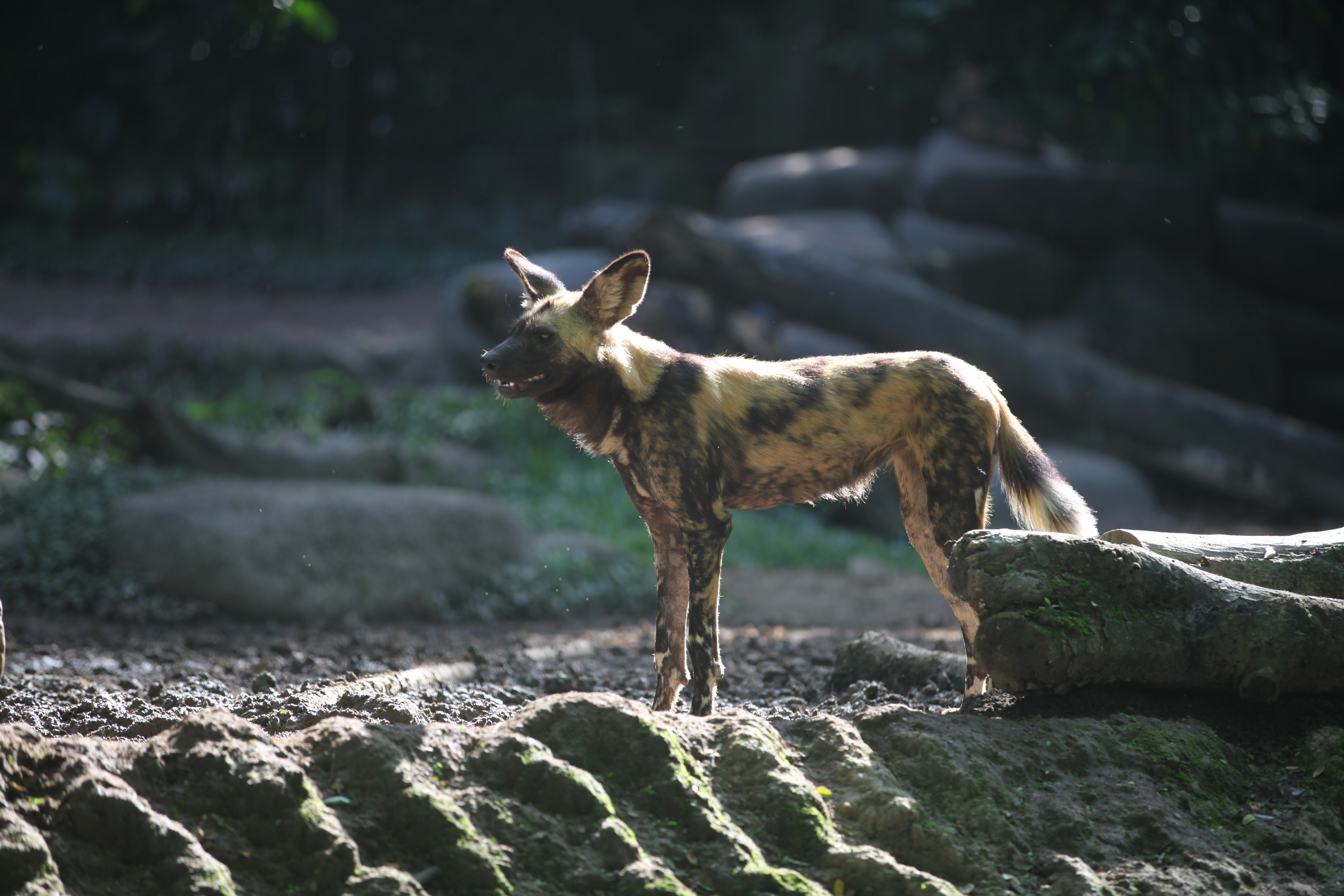 非洲野犬，上次看见还是我的第一篇游记——大连森林动物园