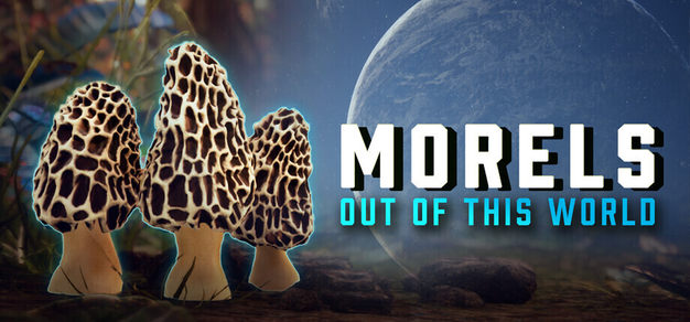 太空采蘑菇：《羊肚菌：外星探索》定于5月29日发售