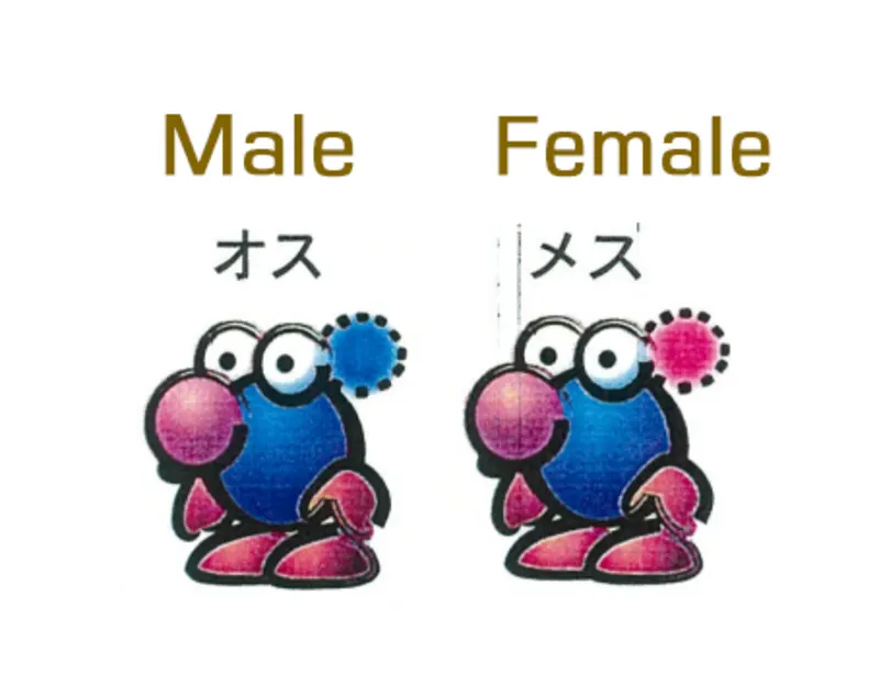 左：雄性 右：雌性