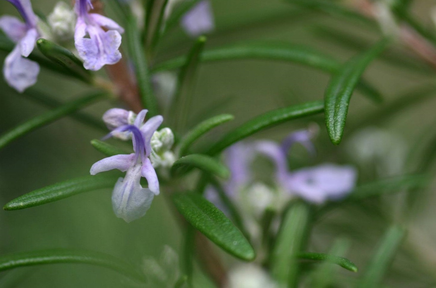 迷迭香 Rosmarinus officinalis