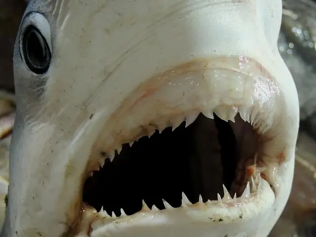 蓝鲨有较短的三角形牙齿，用来咬住小型鱼类