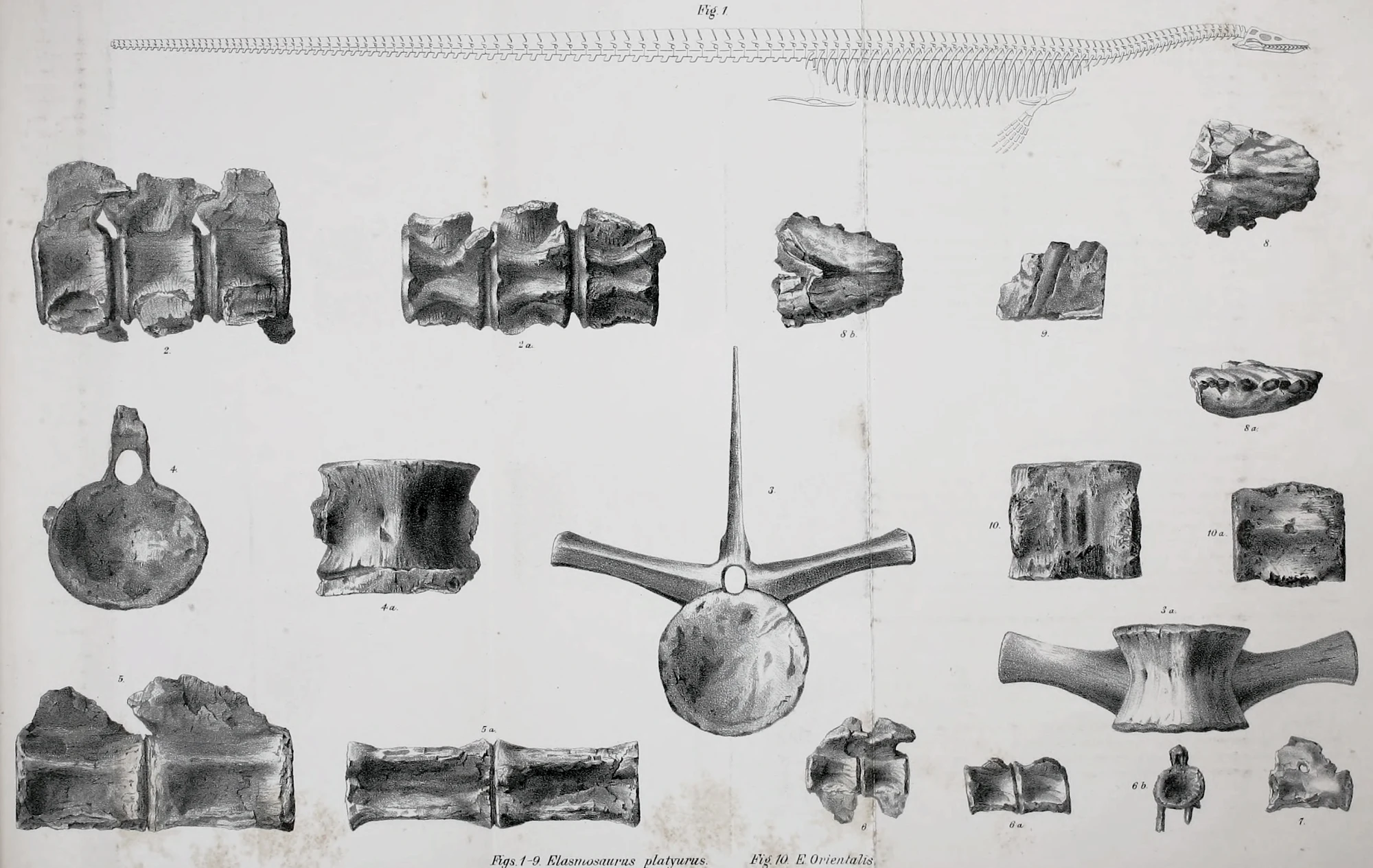 1869年科普的复原图。他显然已经得出结论，认为尾椎骨属于颈部，因为颌骨是在骨骼的另一端发现的。尽管另一端终止于有颈部的轴骨和寰椎骨。