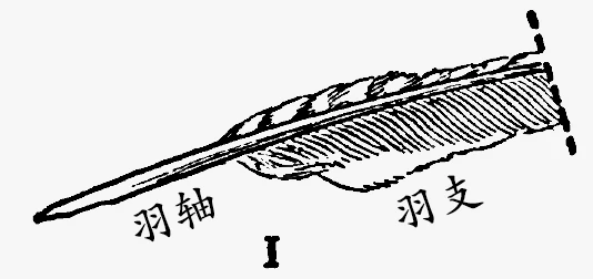 羽毛的结构