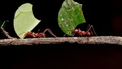 真空中的球形剧场