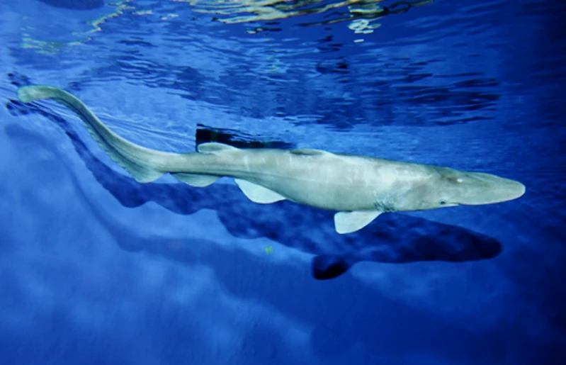 其实还有更难养的鲨鱼，比如这条深海剑吻鲨。这条是在东京湾捕获后在东京海洋馆养殖的，不久后死了