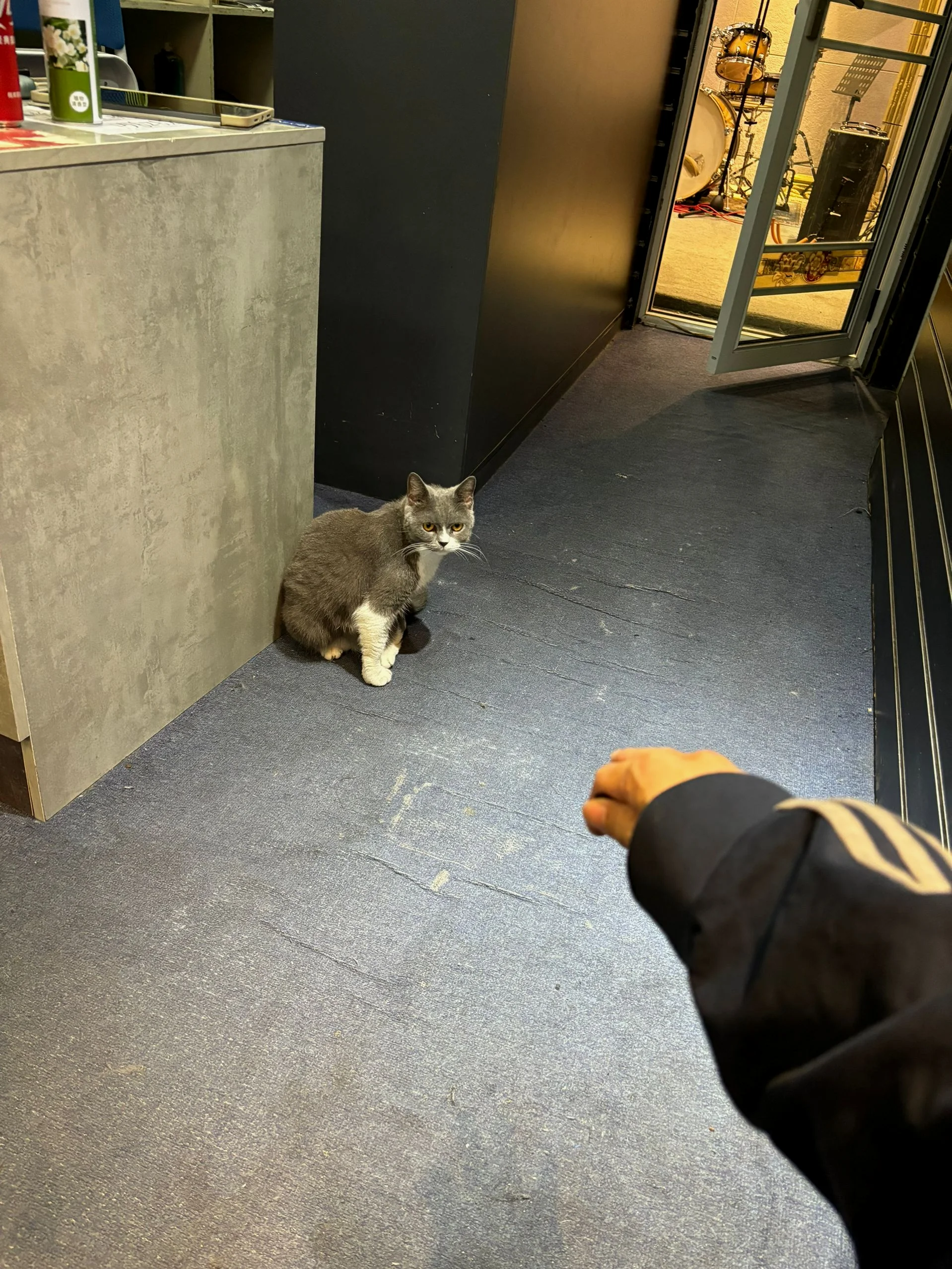 排练房的猫猫