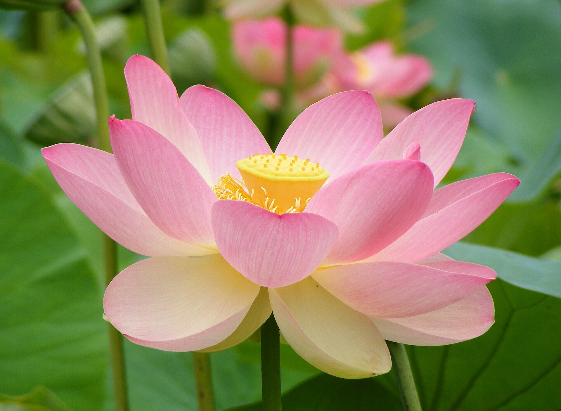 Nelumbo nucifera (sacred lotus)