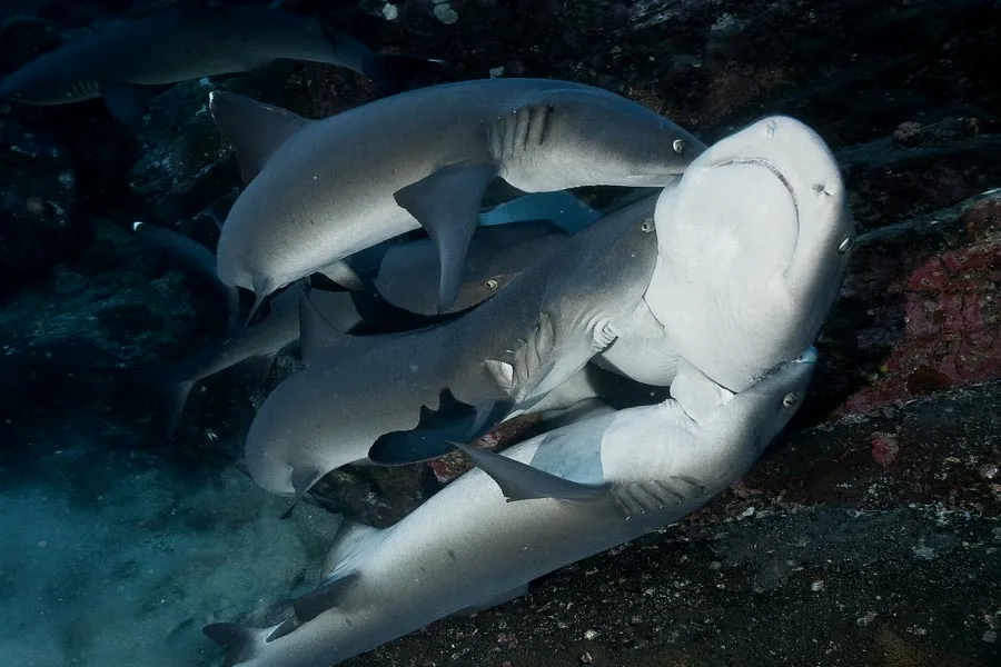 哦，鲨鱼并不是一对一的