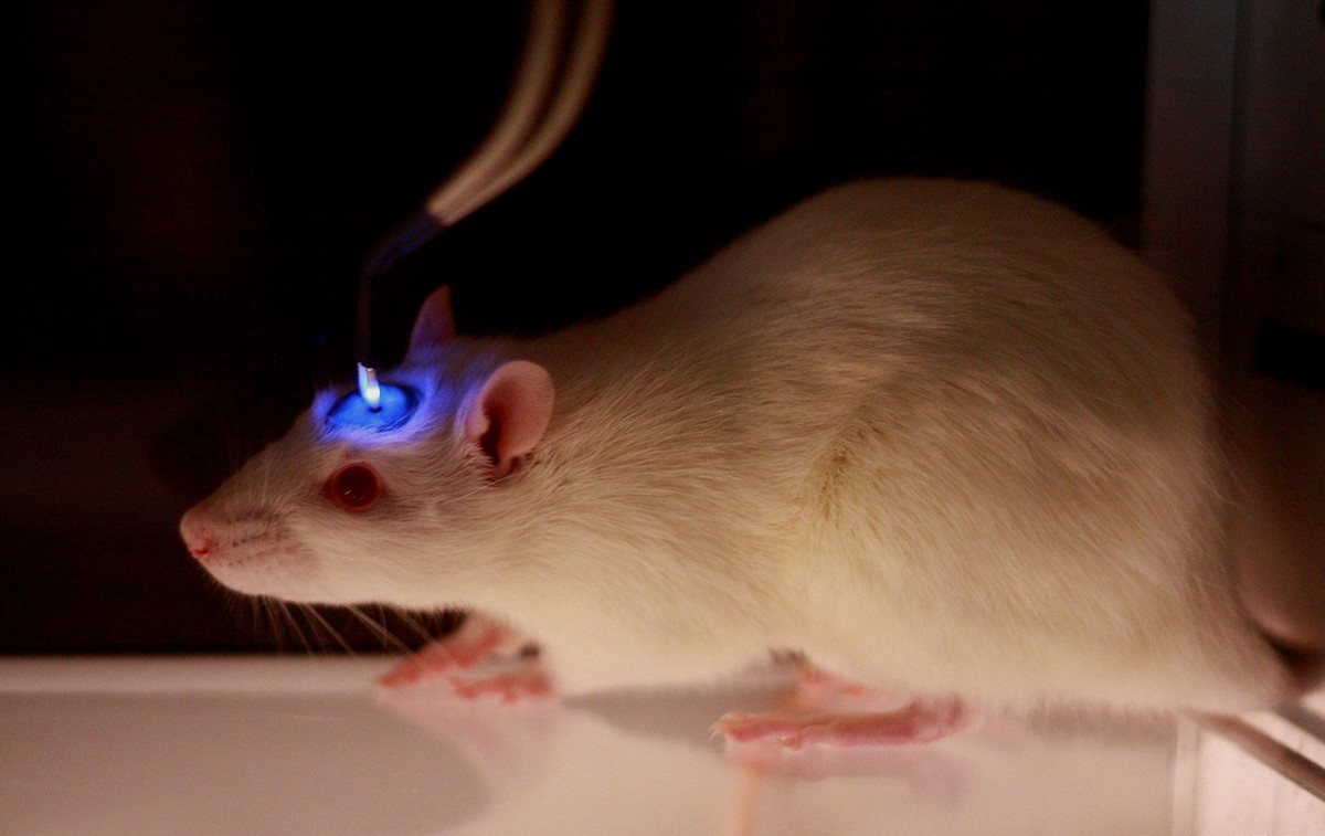 光遗传技术为精确控制脑内特定种类神经元提供了可能