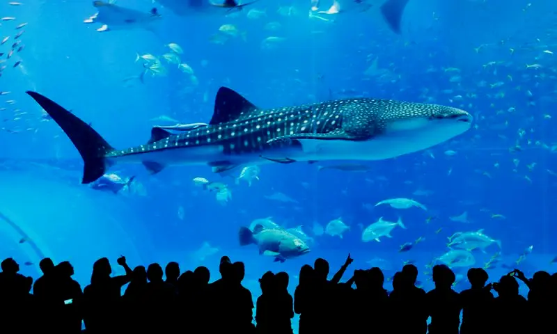 然而世界上最大的鲨鱼，鲸鲨却被多个海洋馆养殖成功，图片拍摄于冲绳，大连海洋馆也有