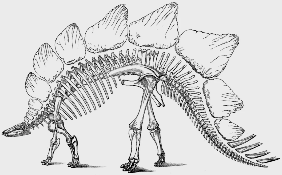 马什在描述、命名剑龙不久之后，曾经指出其臀部区域的脊髓，拥有较大的通道，能够提供空间容纳一个比脑部大20倍的构造。这是一种相当著名的理论，认为如剑龙一般的恐龙，在尾部拥有一个“第二大脑”，而且可能用来控制身体的后半部动作。图为马什（Marsh）在1896年绘制的剑龙属插图，图中的剑龙拥有12块背部板状物与8根尖刺。剑龙属实际上拥有17块板状物与4根尖刺。
