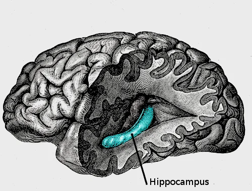 海马体（蓝色）位于大脑侧面的深处，看似不起眼但功能却非常重要