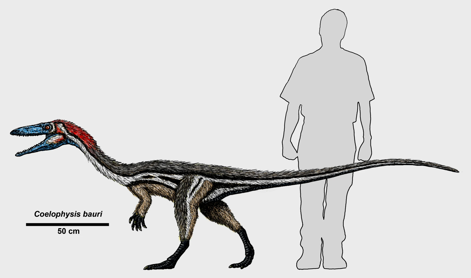 腔骨龙属（学名：Coelophysis）又名虚形龙，是北美洲的小型、肉食性、双足恐龙，也是已知最早的恐龙之一。它首先出现于三叠纪晚期的诺利阶。在1881年，业余化石搜集者David Baldwin发现腔骨龙的第一个化石。在1889年，科普将其命名为腔骨龙，模式种是鲍氏腔骨龙（C. bauri），来自向科普提供化石的乔治·鲍尔（George Baur）。