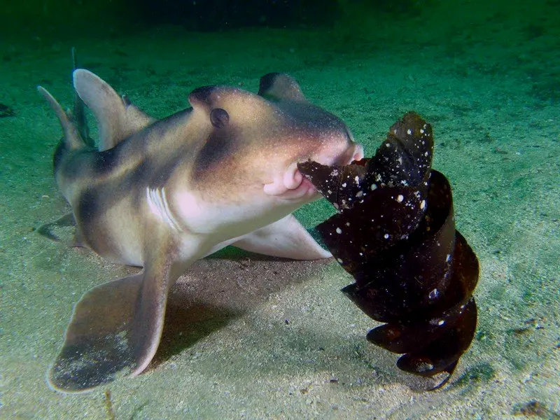 这条杰克逊港角鲨（Heterodontus portjacksoni)是卵生的，它的卵外形很奇特，为了不让那些卵如同食物一样