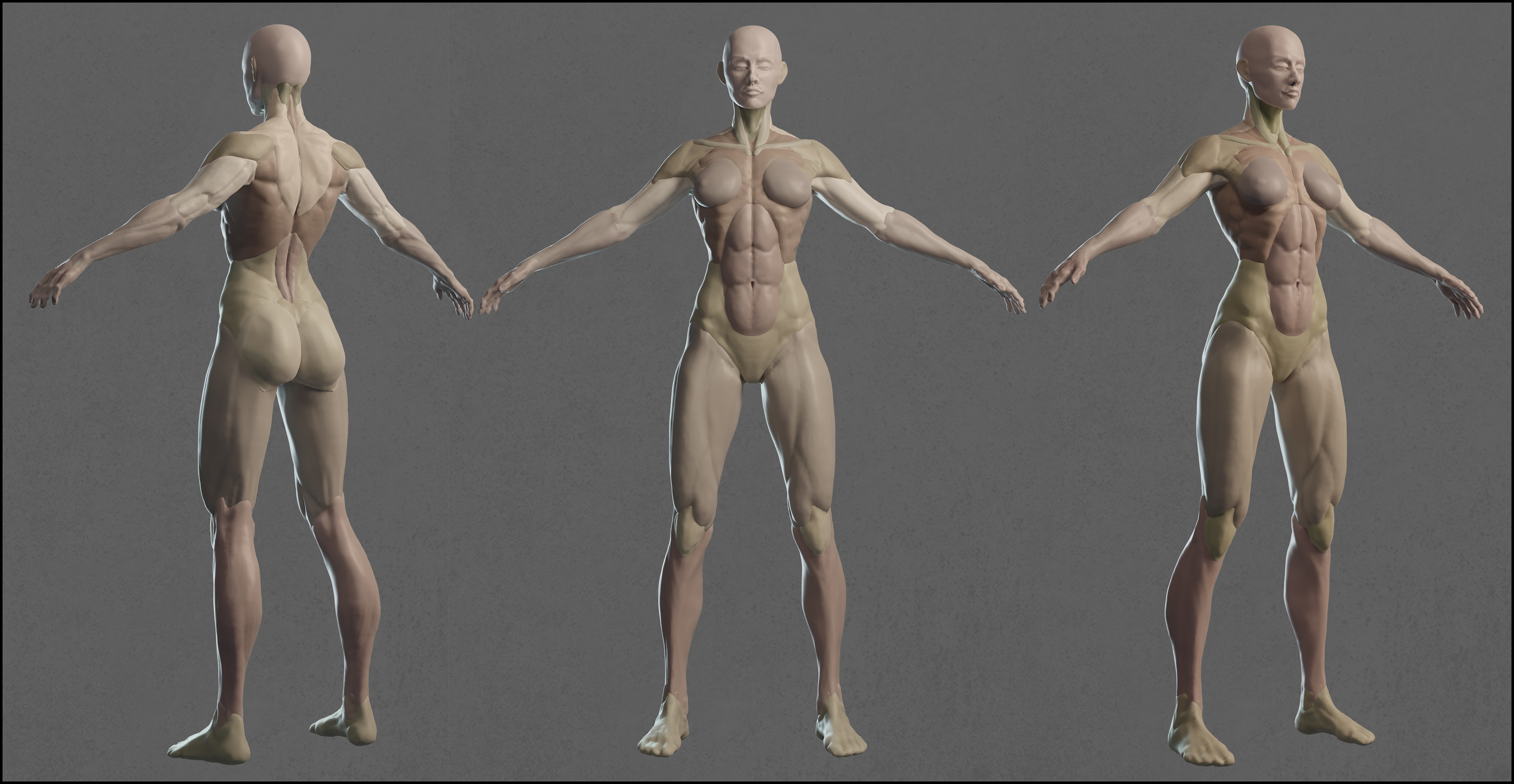 理論學習中構建的女性人體基本分塊，涵蓋了一些基本的肌肉骨骼特徵-01