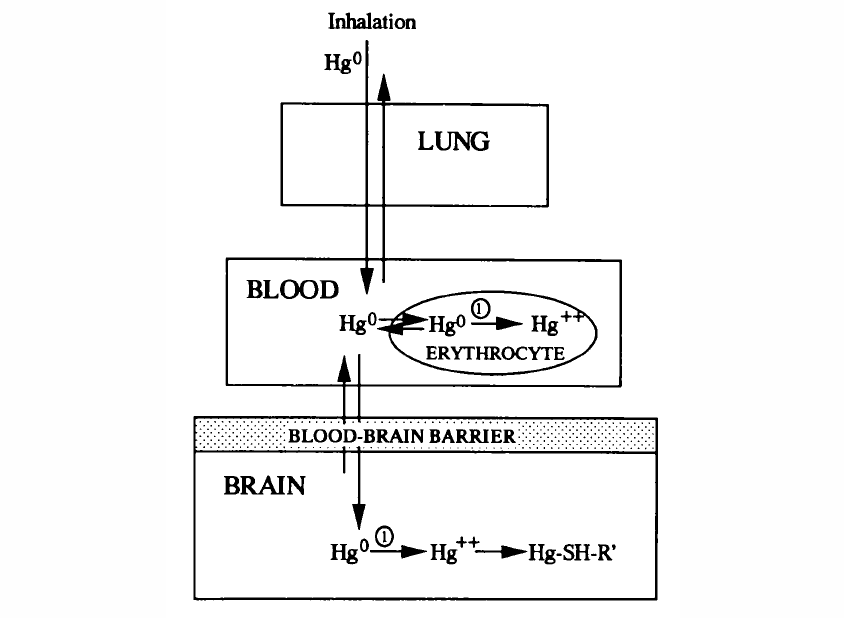 汞蒸气在体内的代谢运输 示意图