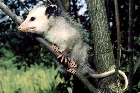 负鼠的尾巴光秃秃