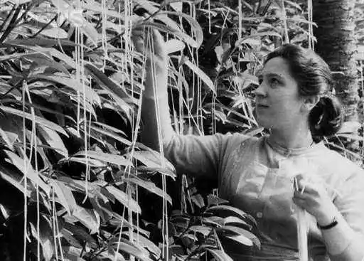 “Spaghetti tree hoax” 1957，BBC