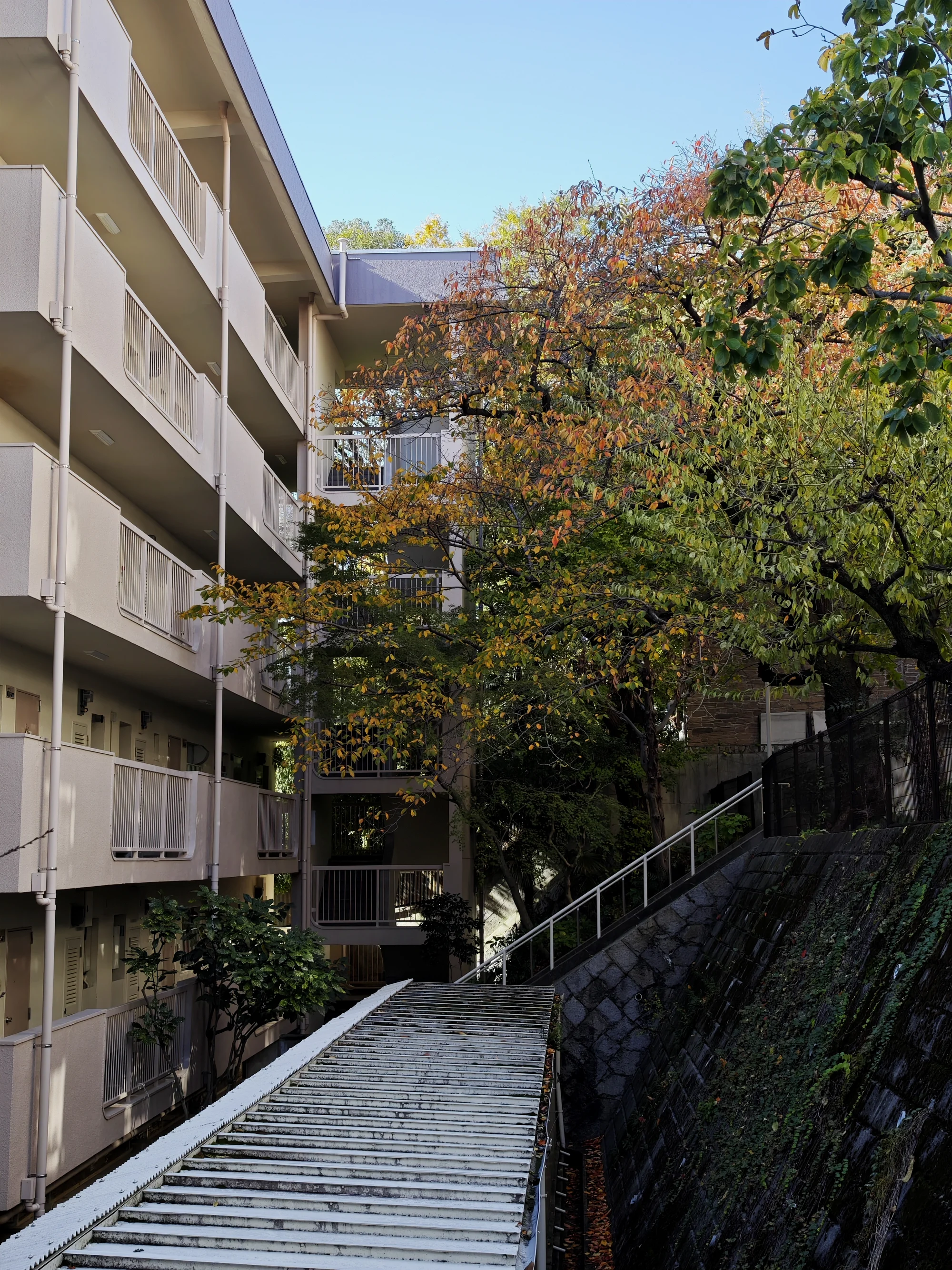一栋建筑旁的秋日风景