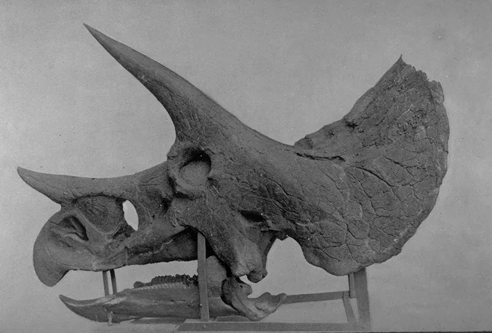 三角龙属是所有恐龙最晚出现的恐龙种类之一，也是最大、最后的角龙科恐龙，占据非鸟形恐龙在地球上的最后时期（晚期白垩纪）中的绝大部分陆地生态系。图为马什在1896年公布的三角龙头骨