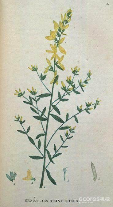 《哈利·波特》系列中的神秘植物考(四)(D系列) 《哈利·波特》系列中的神秘植物考(四)(D系列)