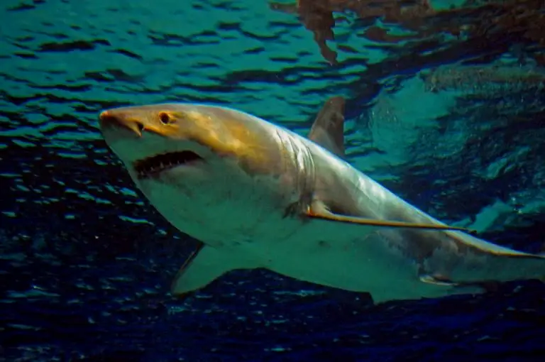 2016年冲绳水族馆捕获了一条3.5米的大白鲨，三天之后就绝食死去了