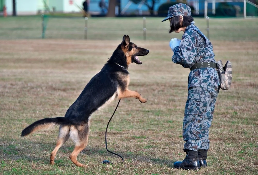看来每个基地都很喜欢让军犬出来卖萌啊。