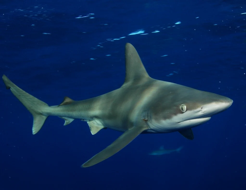 高鳍真鲨（Carcharhinus plumbeus），也叫沙洲鲨或阔口真鲨，性情比较温顺，然而国内很少